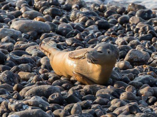 Un phoque à Pourville su mer